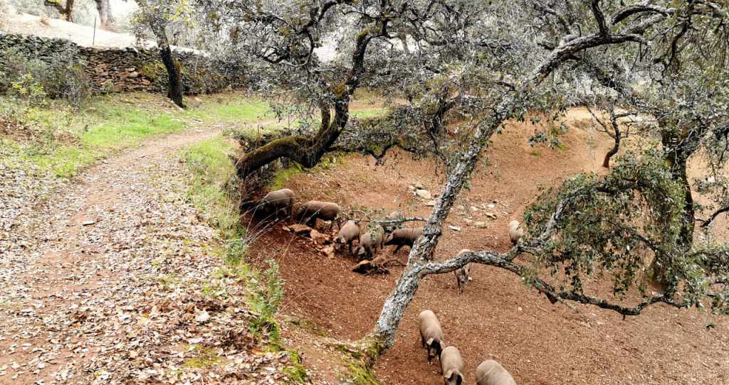 Cascada de los Molinos (Recomendado)