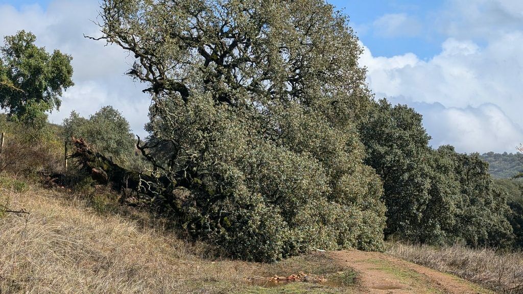 PLAN INFRAESTRUCTURAS 2025 DE LA DIPUTACIÓN PROVINCIAL DE HUELVA 🚧🧹🚜